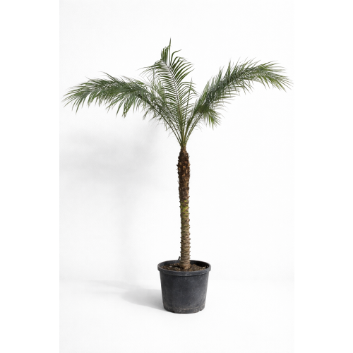 Phoenix roebelenii